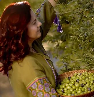 Güneş ışığında parlayan bir zeytin bahçesinde özenli zeytin hasadı.