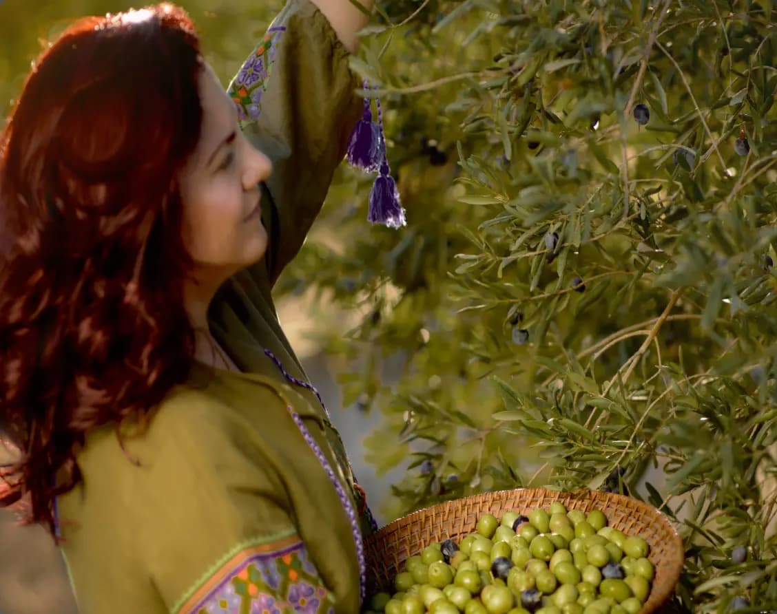Güneş ışığında parlayan bir zeytin bahçesinde özenli zeytin hasadı.