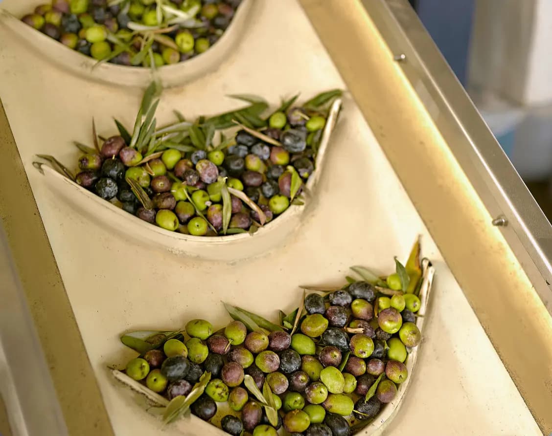 Zeytin Yağının Üretimi